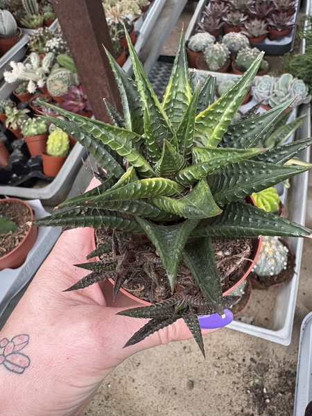 Haworthia limifolia 'Variegata'