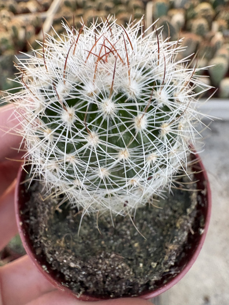 Stenocactus zacatecasensis