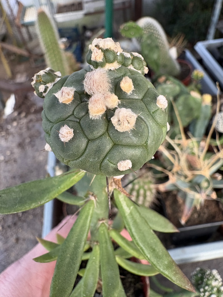 Astrophytum asterias 'Turtle'