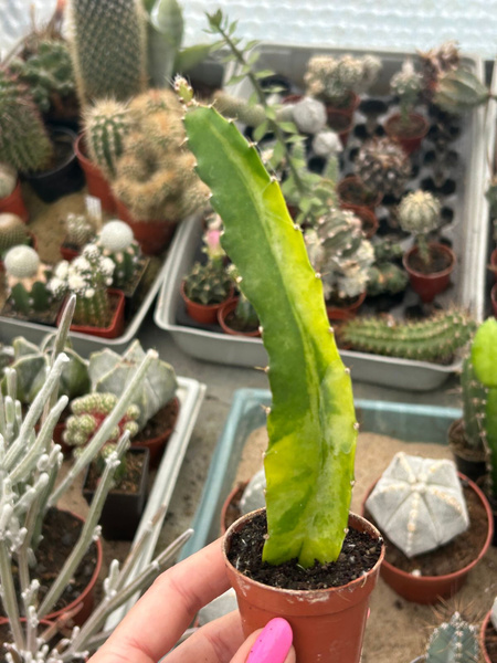 Hylocereus undatus 'Variegata'