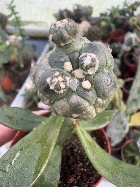 Astrophytum asterias 'Turtle'