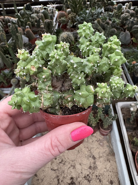 Echinocereus morricalii 'Monstruosa'