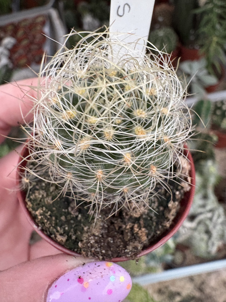 Neoporteria senilis