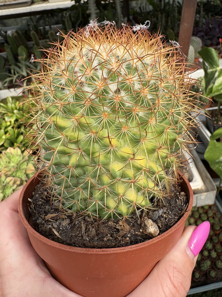 Mammillaria rhodantha 'Variegata'