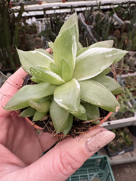 Haworthia cymbiformis 'Variegata'