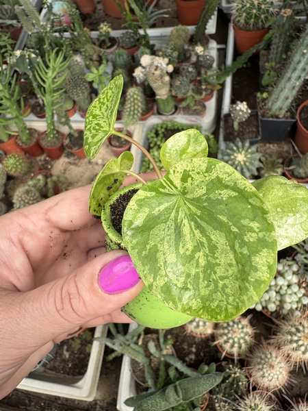 Pilea peperomioides 'Mojito'