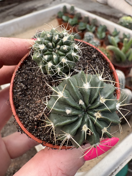 Notocactus turbinatus f. schaeferianus