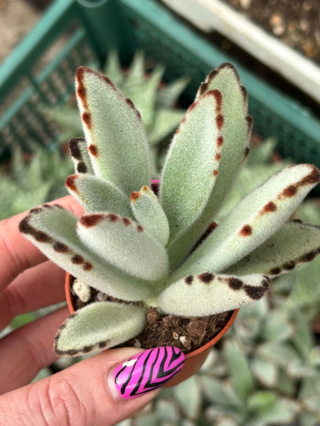 Kalanchoe tomentosa