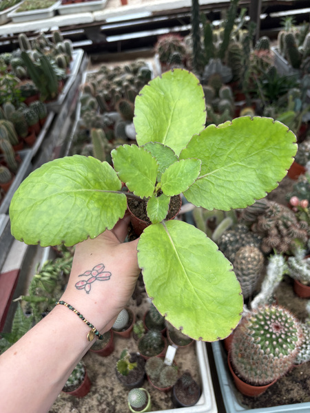 Kalanchoe pinnata żyworódka pierzasta - bryofil pierzasty