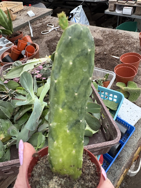 Opuntia cochenillifera 'Variegata'
