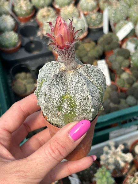 Astrophytum asterias x A.coahuilense 'Ball'