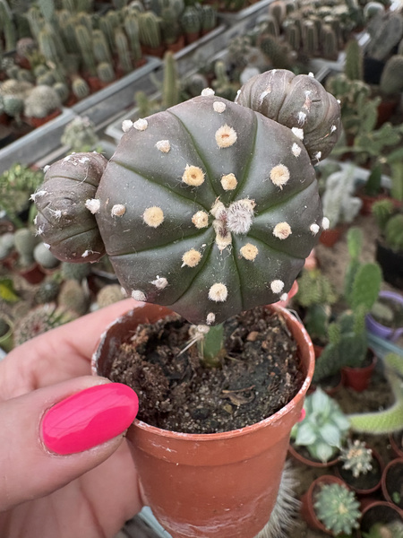 Astrophytum asterias 'Purple Prolifera'
