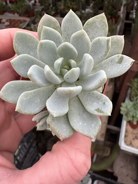 Echeveria 'Aurora'