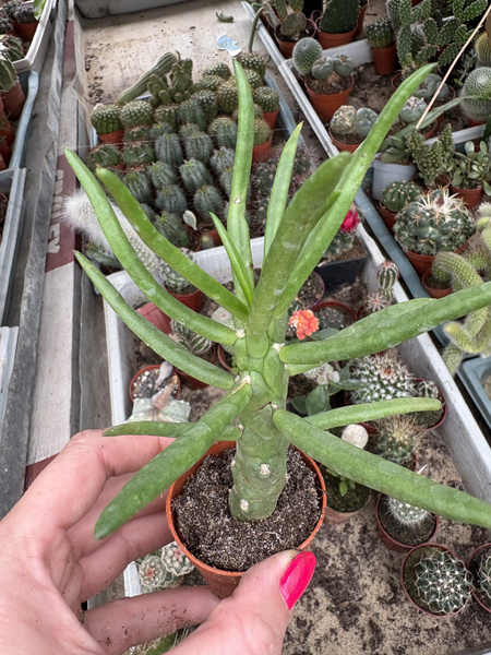 Austrocylindropuntia subulata  'Longifolia'
