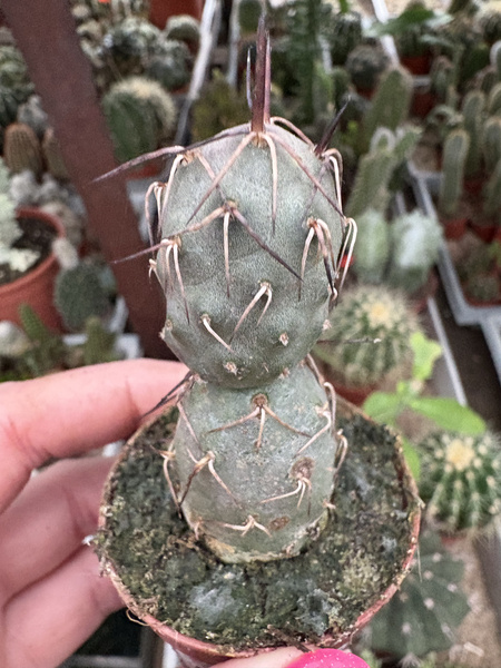 Tephrocactus geometricus
