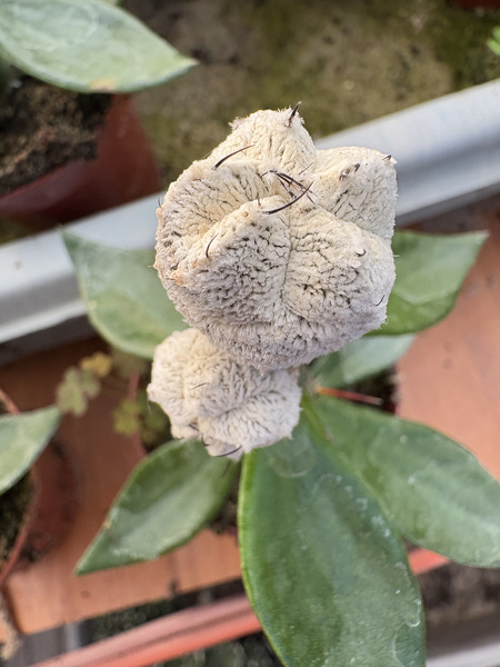 Astrophytum myriostigma 'Onzuko White'