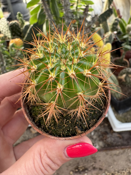 Echinopsis kermesina