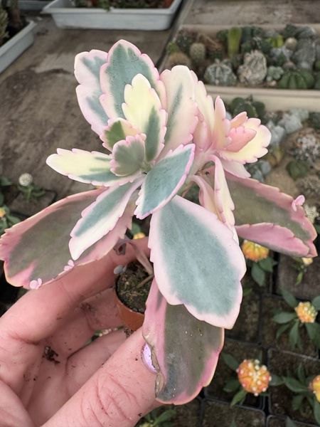 Kalanchoe fedtschenkoi 'Variegata'  - płodnolist