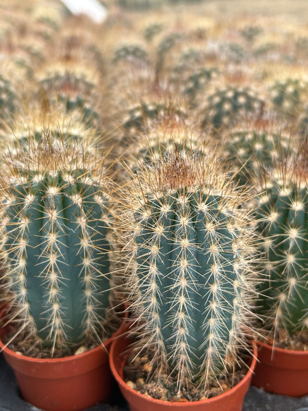 Pilosocereus braunii