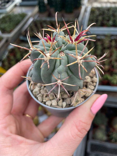 GLANDULICACTUS MATHASSONII