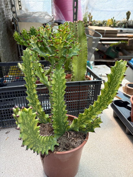 Euphorbia mayurnathanii 'Variegata'