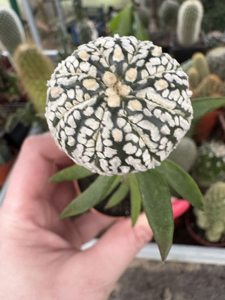 Astrophytum asterias 'Superkabuto'