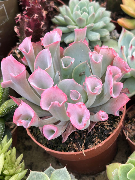 Echeveria 'Trumpet Pinky'