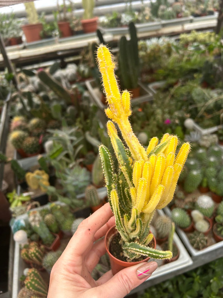 Cereus hildmannianus 'Firecastle Variegata'