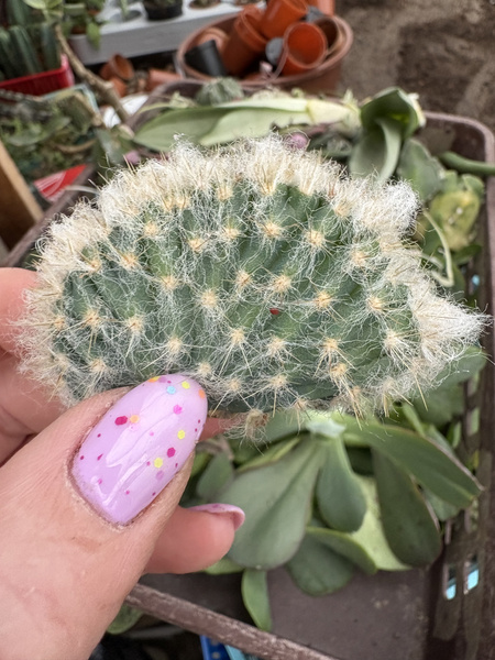 Pilosocereus palmerii 'Cristata'