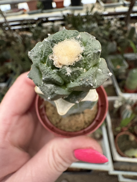 Ariocarpus fissuratus v.lloydii