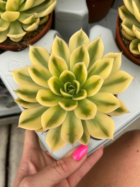 Echeveria agavoides 'Mira Variegata'