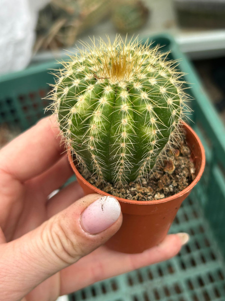 Eriocactus magnificus 'Variegata'