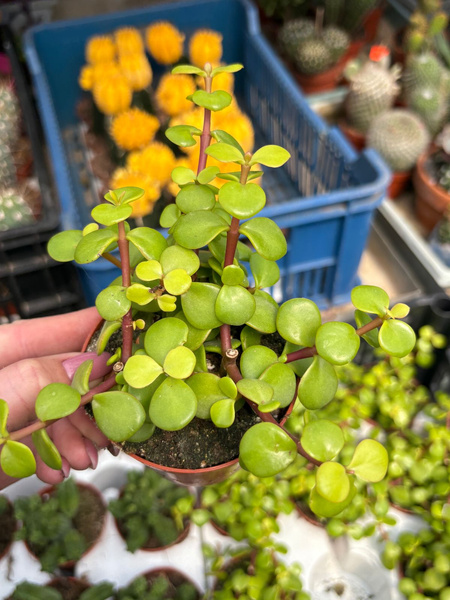 PORTULACARIA AFRA 'LEMON'