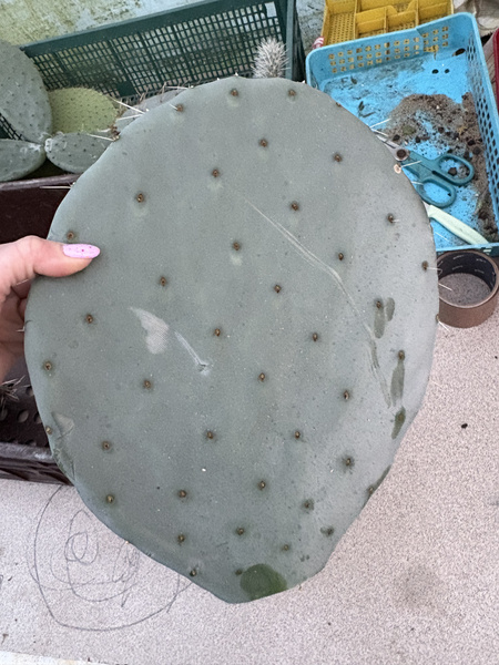 Opuntia robusta v.gigantea