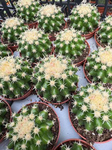 Echinocactus grusonii 'Bravispinus'