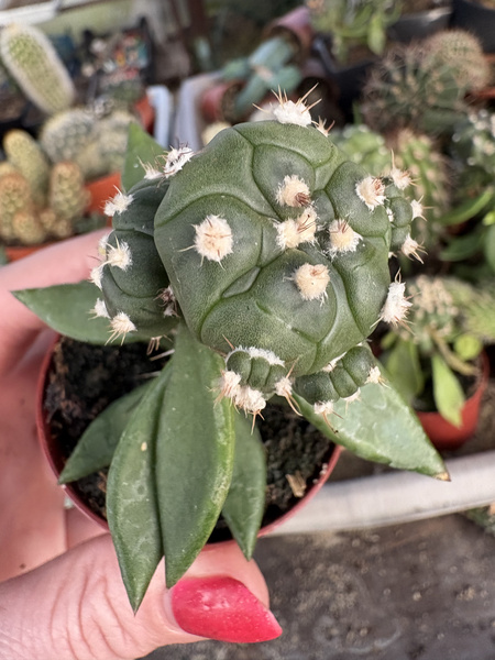 Astrophytum asterias 'Turtle'