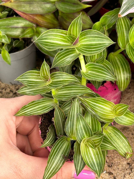Tradescantia Tiana 'Silver Inch Plant'