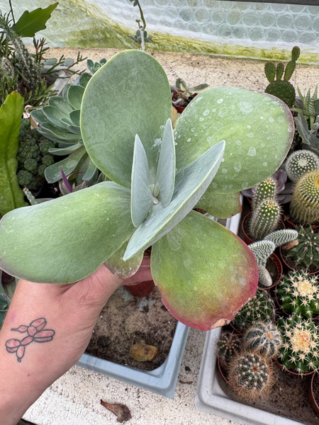 Kalanchoë thyrsiflora roślina - wiosłowata