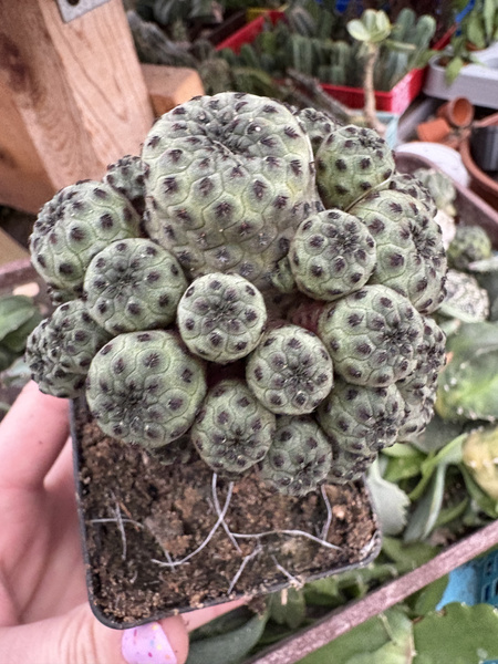 Sulcorebutia rauschii v.violacidermis