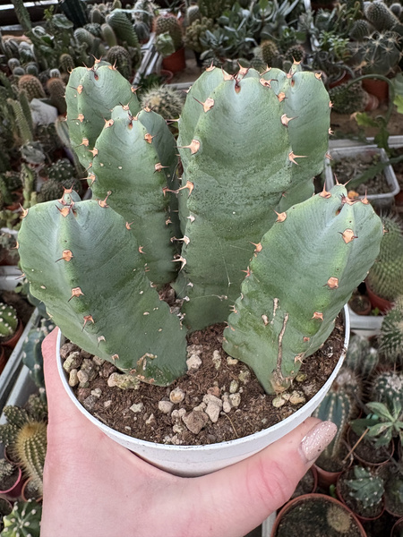 Euphorbia resinifera