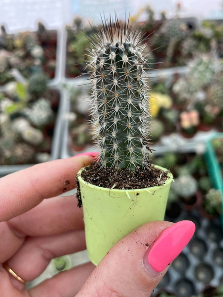 Setiechinopsis mirabilis