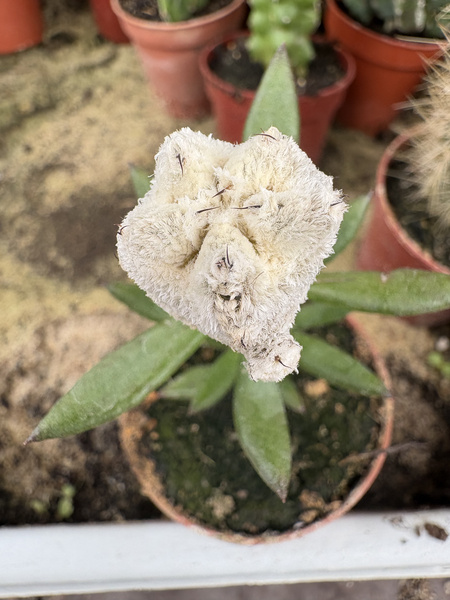 Astrophytum myriostigma 'Onzuko Maxi Snow'