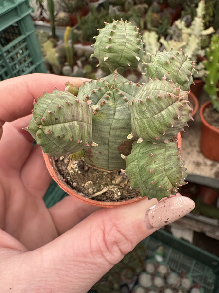 Euphorbia pseudoglobosa