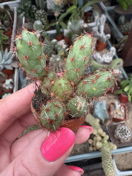 Tephrocactus globosus