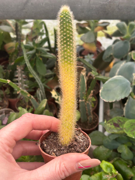 Arthrocereus rondonianus 'Variegata'