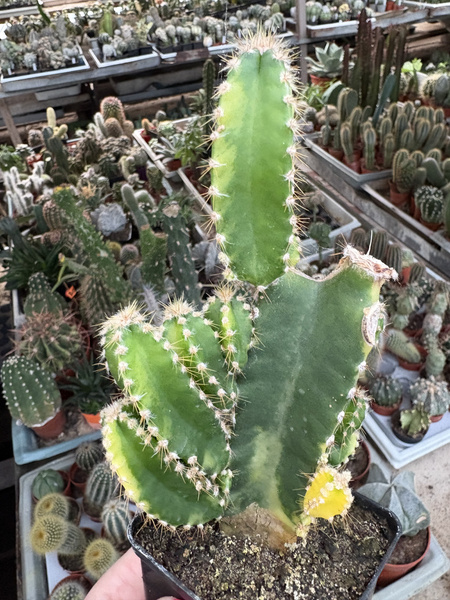 Cereus hildmannianus 'Variegata'