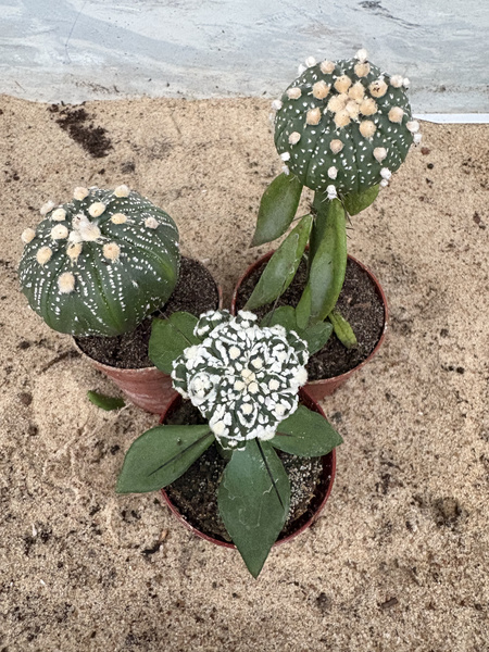 Zestaw 3 różnych Astrophytum MUTANTY
