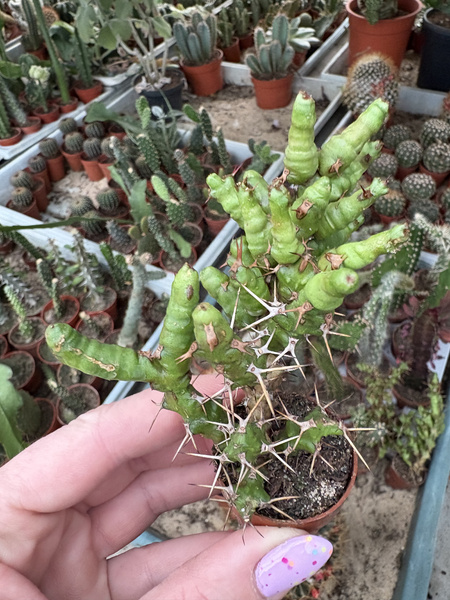 Euphorbia lenewtonii
