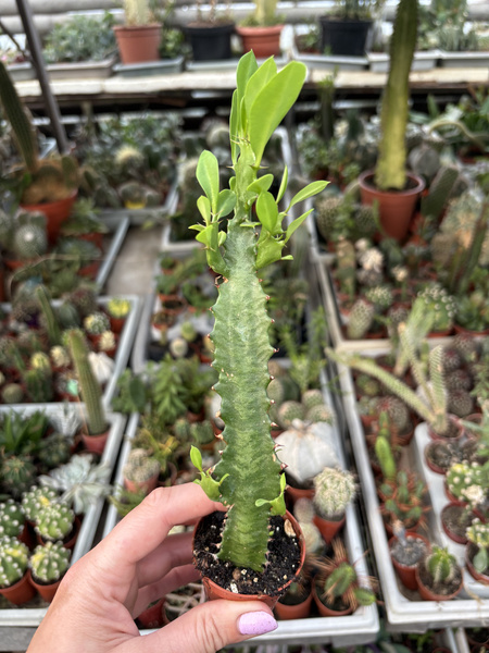Euphorbia trigona