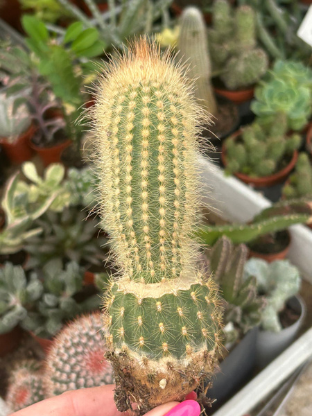 Micranthocereus streckeri